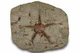 Huge Fossil Brittle Star (Ophiura) With Carpoids - Morocco #322490-1